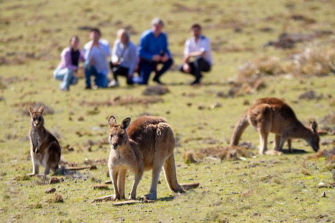 Wineglass Bay And Maria Island Wildlife Scenic Flight From Hobart - Accommodation Search 1