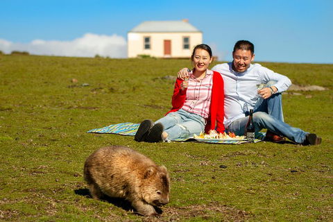 Wineglass Bay And Maria Island Wildlife Scenic Flight From Hobart - Accommodation Search 0