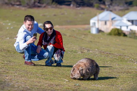Wineglass Bay And Maria Island Wildlife Scenic Flight From Hobart - Accommodation Search 4