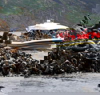 3-Hour Bruny Island Cruise from Adventure Bay - Accommodation Search