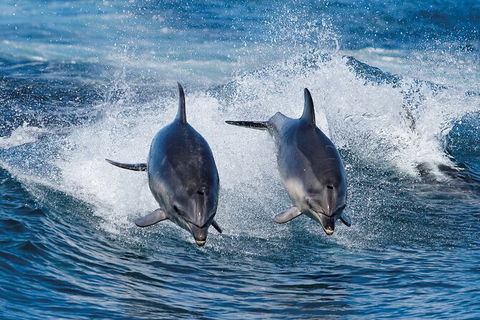 3-Hour Bruny Island Cruise From Adventure Bay - Accommodation Search 3