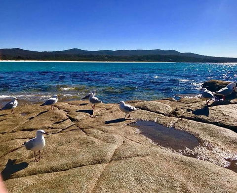 5-Day Lap Of Tasmania Tour From Hobart (flexible Ticket) - Accommodation Search 4