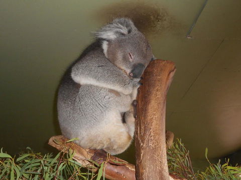 Cruise Ship Special Ex Hobart: Mt Wellington, Richmond, Bonorong With Free WiFi - Accommodation Search 13