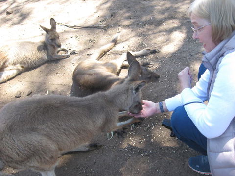 Cruise Ship Special Ex Hobart: Mt Wellington, Richmond, Bonorong With Free WiFi - Accommodation Search 8