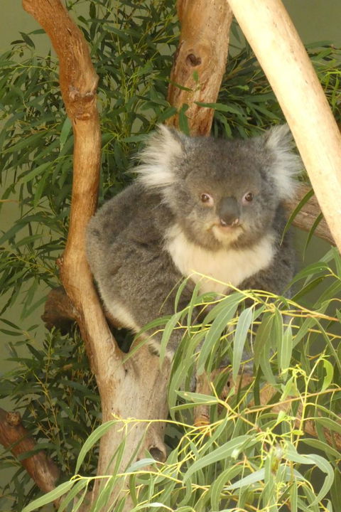 Cruise Ship Special Ex Hobart: Mt Wellington, Richmond, Bonorong With Free WiFi - Accommodation Search 5