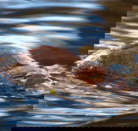Wild-Platypus 2 hour wildlife tour - Accommodation Search
