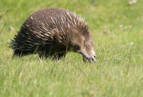 Wildlife Day Tour (4+ Hours, $195 Per Person) - Accommodation Search 7