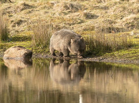Wildlife Day Tour (4+ Hours, $195 Per Person) - Accommodation Search 13