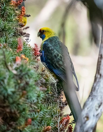 Wildlife Day Tour (4+ Hours, $195 Per Person) - Accommodation Search 10