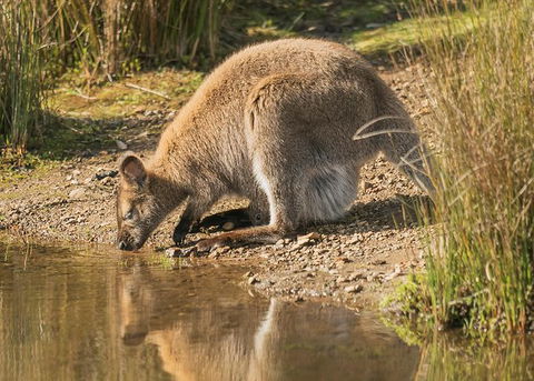 Wildlife Day Tour (4+ Hours, $195 Per Person) - Accommodation Search 14