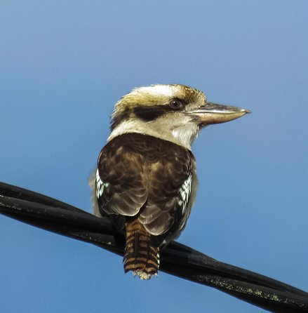 Wildlife Day Tour (4+ Hours, $195 Per Person) - Accommodation Search 4