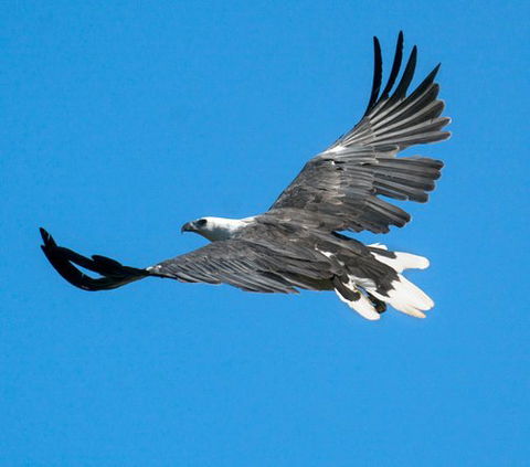 Wildlife Day Tour (4+ Hours, $195 Per Person) - Accommodation Search 1