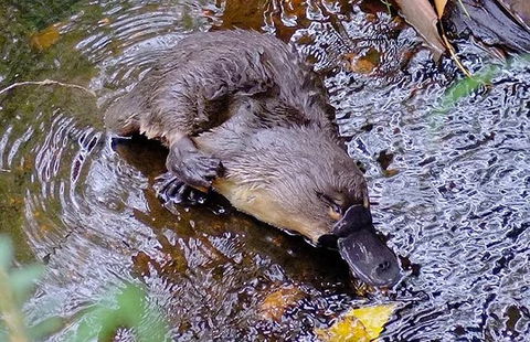 Wildlife Day Tour (4+ Hours, $195 Per Person) - Accommodation Search 8