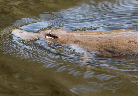 Wildlife Day Tour (4+ Hours, $195 Per Person) - Accommodation Search 3