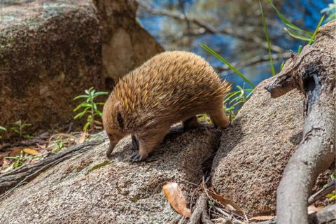 Wildlife Day Tour (4+ Hours, $195 Per Person) - Accommodation Search 2