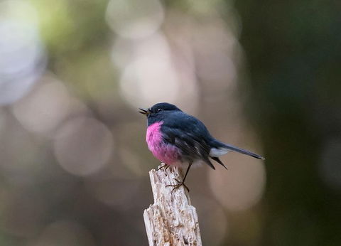 Wildlife Day Tour (4+ Hours, $195 Per Person) - Accommodation Search 5