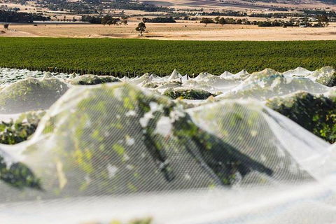 A Sommelier Guided Tour: Thursday Afternoon Wine Gin Cheese & Cocktails - Accommodation Search 5