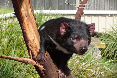 Tasmania 4 Day East Coast + Launceston - Accommodation Search 9