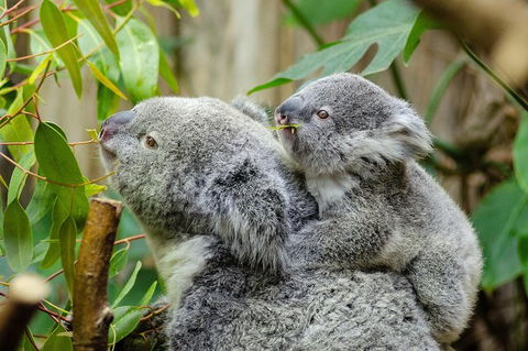 Hobart\'s Best: City, Nature, Wildlife, And Fine Cuisine - Accommodation Search 0