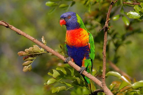 Hobart\'s Best: City, Nature, Wildlife, And Fine Cuisine - Accommodation Search 3