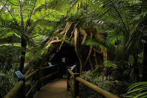 Tamborine Mountain Daily Service, Treetop Challenge And Thunderbird Park - Accommodation Search 7