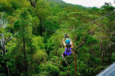 Tamborine Mountain Daily Service, Treetop Challenge And Thunderbird Park - Accommodation Search 9