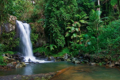 Tamborine Mountain Daily Service, Treetop Challenge And Thunderbird Park - Accommodation Search 5