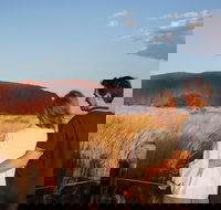 Uluru Ayers Rock Sunset with Outback Barbecue Dinner and Star Tour - Accommodation Search