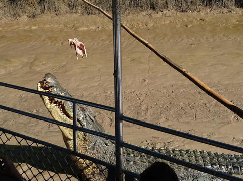 Litchfield And Jumping Crocodiles Full Day Trip From Darwin - Accommodation Search 5
