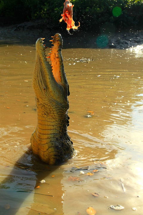 Litchfield And Jumping Crocodiles Full Day Trip From Darwin - Accommodation Search 7