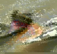 Darwin Jumping Crocodiles Cruise on Adelaide River - Accommodation Search