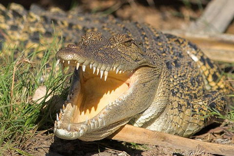 1 Day Corroboree Billabong Wetland Experience Including 2.5 Hour Cruise + Lunch - Accommodation Search 1