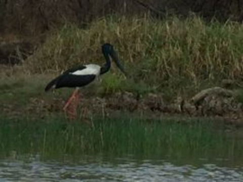 1 Day Corroboree Billabong Wetland Experience Including 2.5 Hour Cruise + Lunch - Accommodation Search 3
