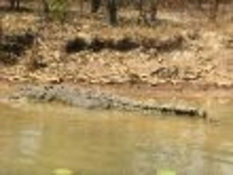 1 Day Corroboree Billabong Wetland Experience Including 2.5 Hour Cruise + Lunch - Accommodation Search 6
