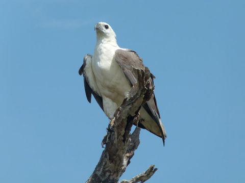 1 Day Corroboree Billabong Wetland Experience Including 2.5 Hour Cruise + Lunch - Accommodation Search 2