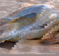 Turtle Tracks Tour to Bare Sand Island from Darwin - Accommodation Search