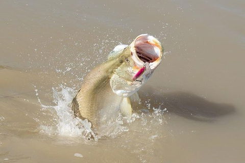 Multi-Day Fishing Safari From Darwin Staying Aboard A Mother Ship - Accommodation Search 8