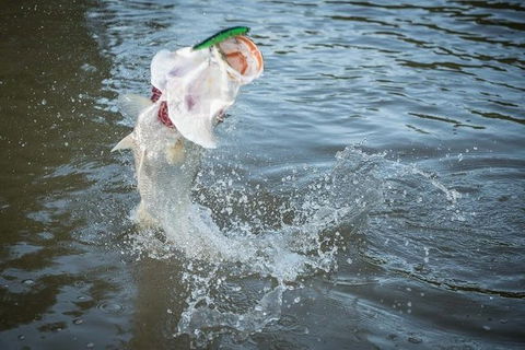 Multi-Day Fishing Safari From Darwin Staying Aboard A Mother Ship - Accommodation Search 9