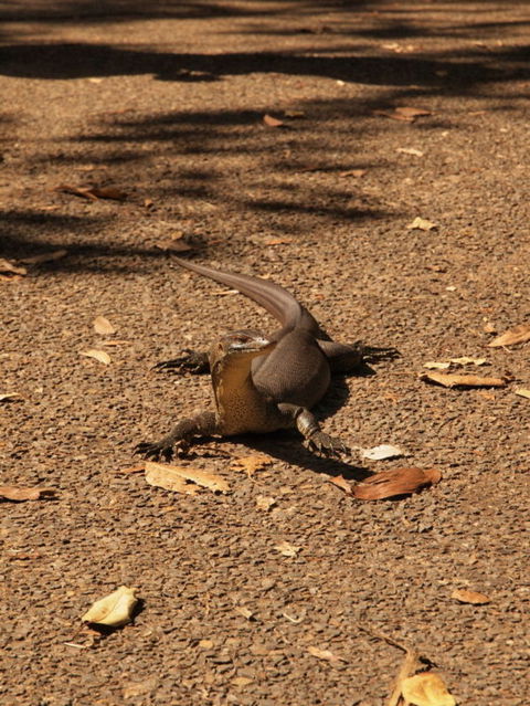 Katherine Day Tour From Darwin Including Katherine Gorge Cruise - Accommodation Search 9