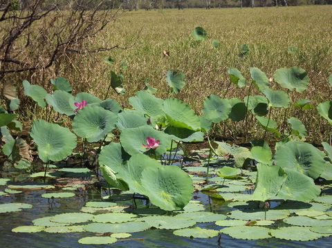 Katherine Day Tour From Darwin Including Katherine Gorge Cruise - Accommodation Search 15
