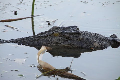 Darwin To Katherine Day Trip By Air Including Nitmiluk (Katherine) Gorge Cruise - Accommodation Search 3