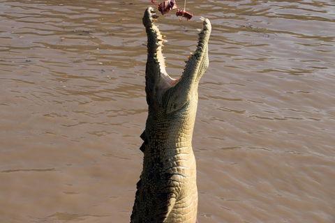 Litchfield Dreams 1 Day National Park Waterfall Swimming & Jumping Croc Cruise - Accommodation Search 1