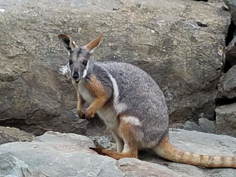 All Inclusive Blue Mountains Small-Group Day Trip From Sydney - Accommodation Search 4