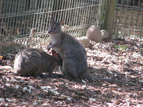 All Inclusive Blue Mountains Small-Group Day Trip From Sydney - Accommodation Search 19