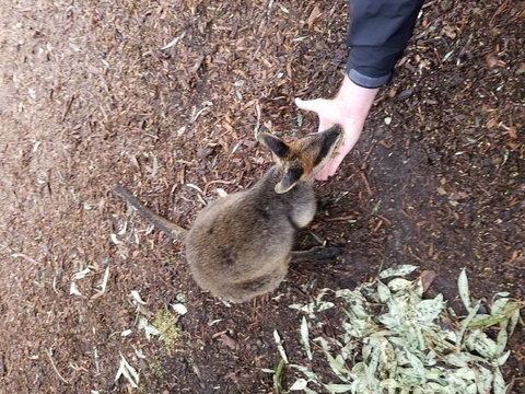 All Inclusive Blue Mountains Small-Group Day Trip From Sydney - Accommodation Search 21