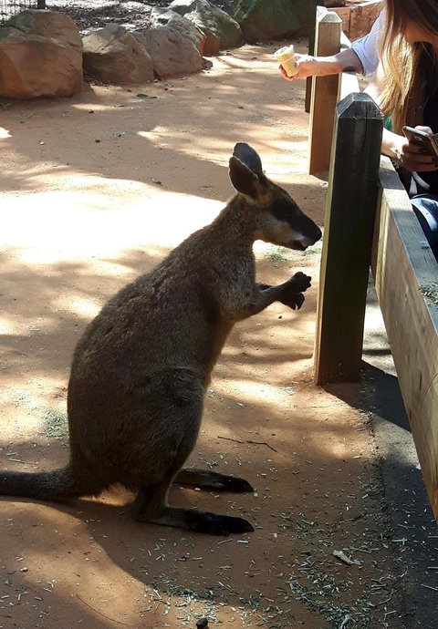 All Inclusive Blue Mountains Small-Group Day Trip From Sydney - Accommodation Search 25