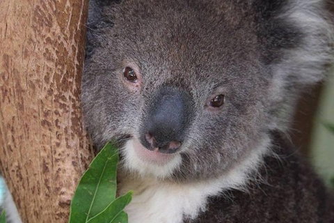 All Inclusive Blue Mountains Small-Group Day Trip From Sydney - Accommodation Search 28