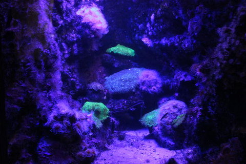 SEA LIFE Sydney Aquarium Entrance Ticket - Accommodation Search 8