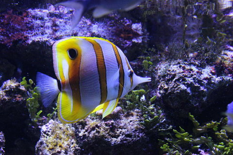 SEA LIFE Sydney Aquarium Entrance Ticket - Accommodation Search 7