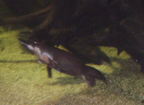 SEA LIFE Sydney Aquarium Entrance Ticket - Accommodation Search 18